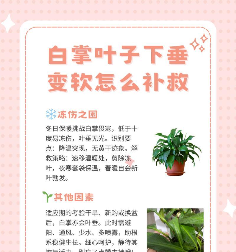 白掌分株的方法和常见问题有哪些？