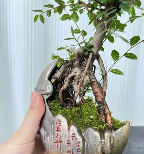 榆树盆景浇水的正确方法是什么？