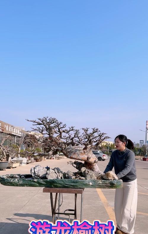 榆树盆景浇水的正确方法是什么？