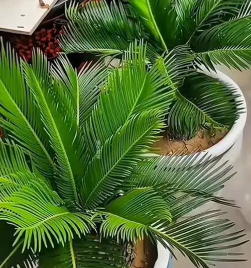 铁树浇水方法是什么？多久浇一次水合适？
