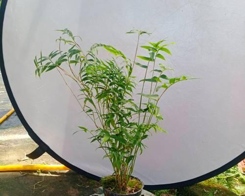 翠竹盆栽的养护方法有哪些？