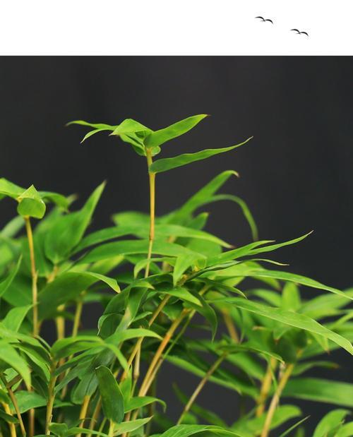 翠竹盆栽的养护方法有哪些？