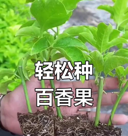 阳台种植百香果的技巧和步骤是什么？