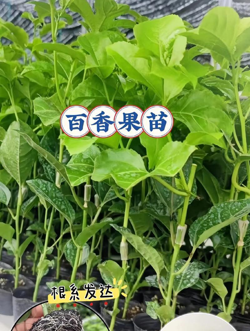 阳台种植百香果的技巧和步骤是什么？