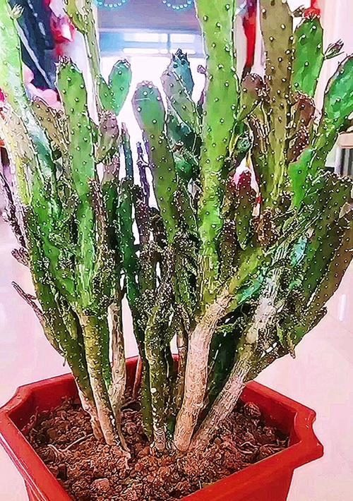 仙人掌有哪些品种？不同品种仙人掌的养护方法是什么？