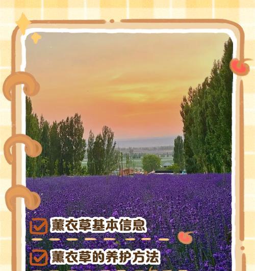 薰衣草的养护技巧有哪些？