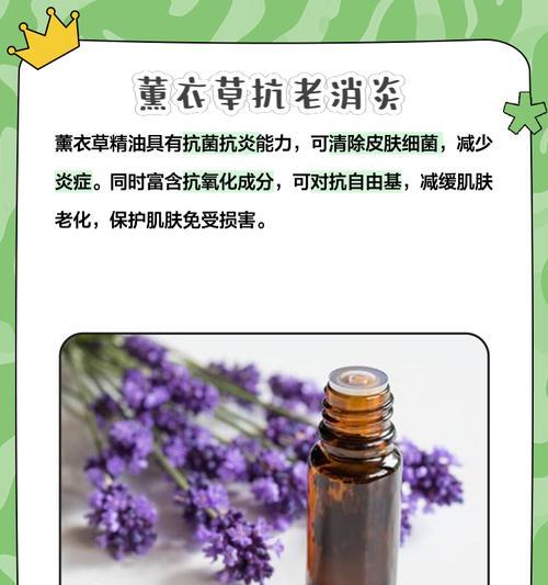 薰衣草的养护技巧有哪些？