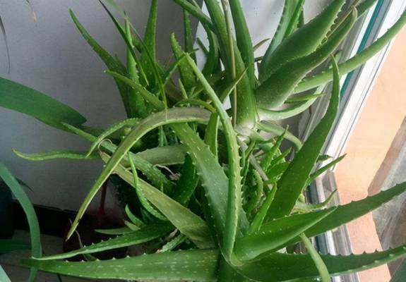 芦荟叶片发黄的原因是什么？