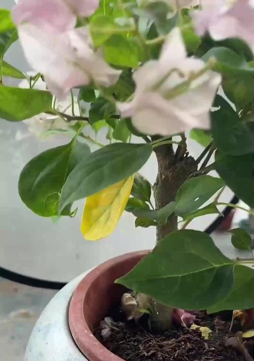 大花天竺葵修剪方法及注意事项？