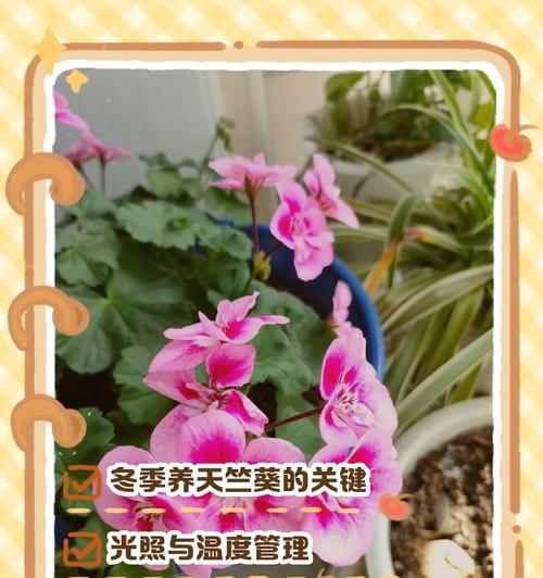 大花天竺葵修剪方法及注意事项？