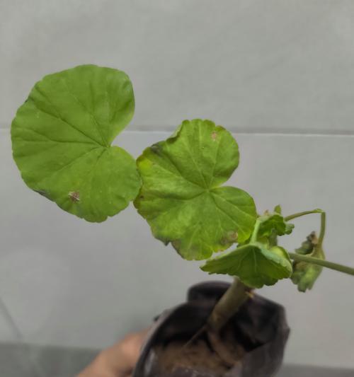 大花天竺葵修剪方法及注意事项？