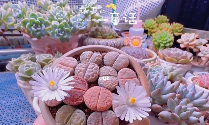 生石花开花的条件和养护技巧是什么？