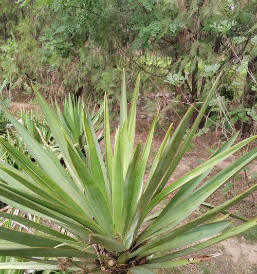 南方植物有哪些？南方植物的种植和管理方法是什么？