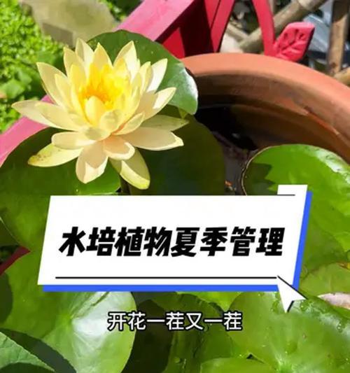 南方植物有哪些？南方植物的种植和管理方法是什么？
