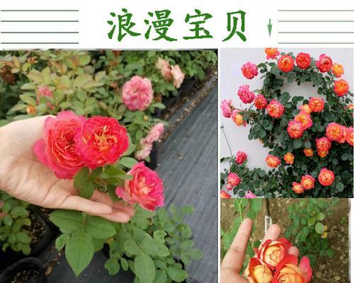 爬藤月季繁殖方法是什么？