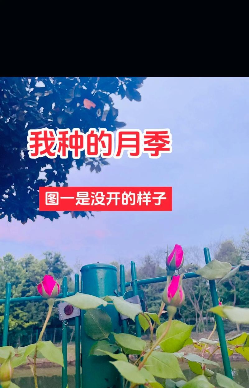 爬藤月季繁殖方法是什么？
