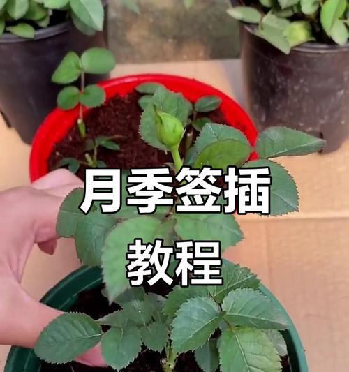 爬藤月季繁殖方法是什么？