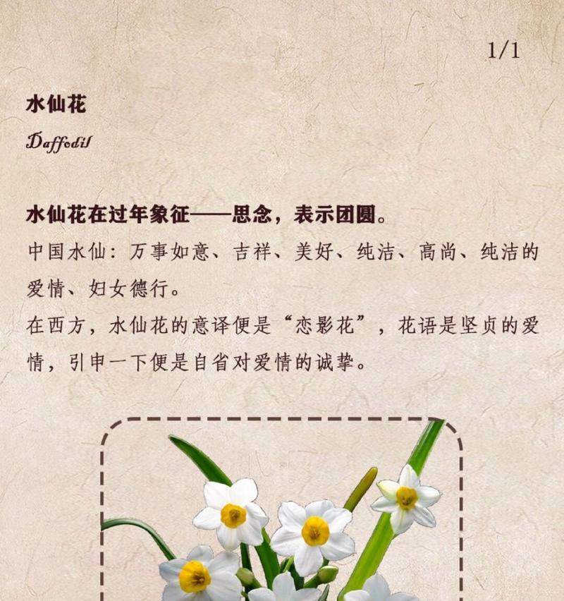 水仙花有哪些品种？不同品种的水仙花有何特点？