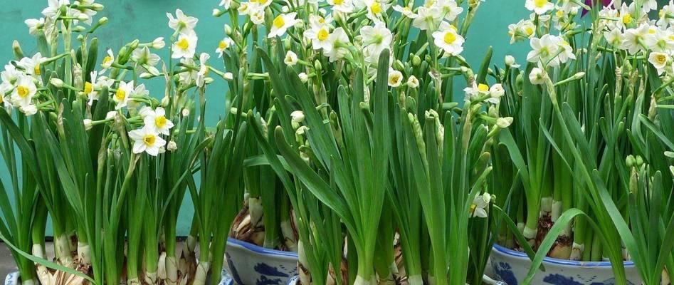 水仙花有哪些品种？不同品种的水仙花有何特点？