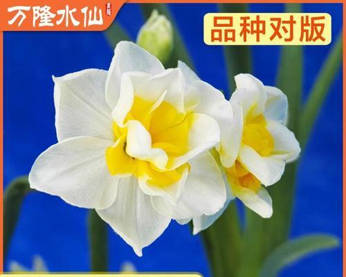 水仙花有哪些品种？不同品种的水仙花有何特点？