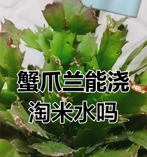 淘米水适合浇什么花？淘米水作为肥料的正确使用方法？