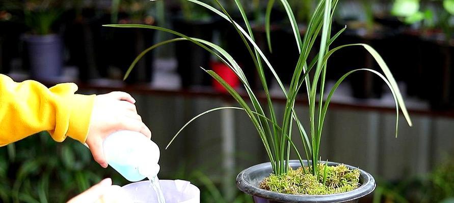 淘米水适合浇什么花？淘米水作为肥料的正确使用方法？