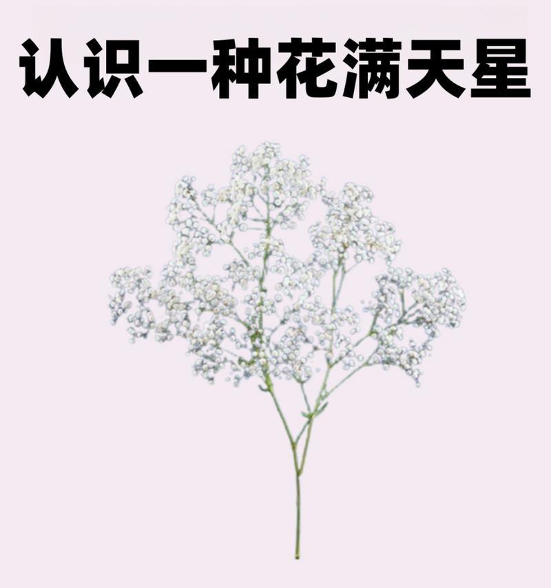 满天星的花是什么花？满天星的花语和用途是什么？