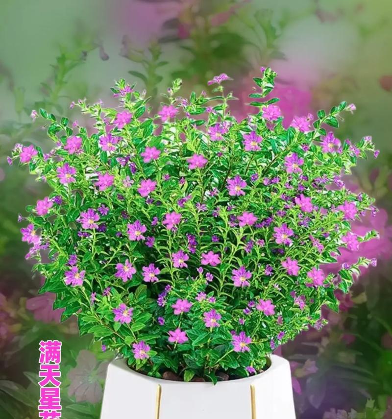 满天星的花是什么花？满天星的花语和用途是什么？