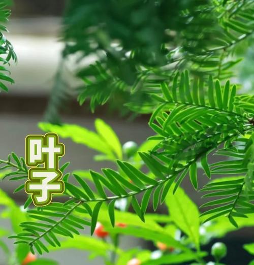红豆杉开花的特征是什么？如何识别？