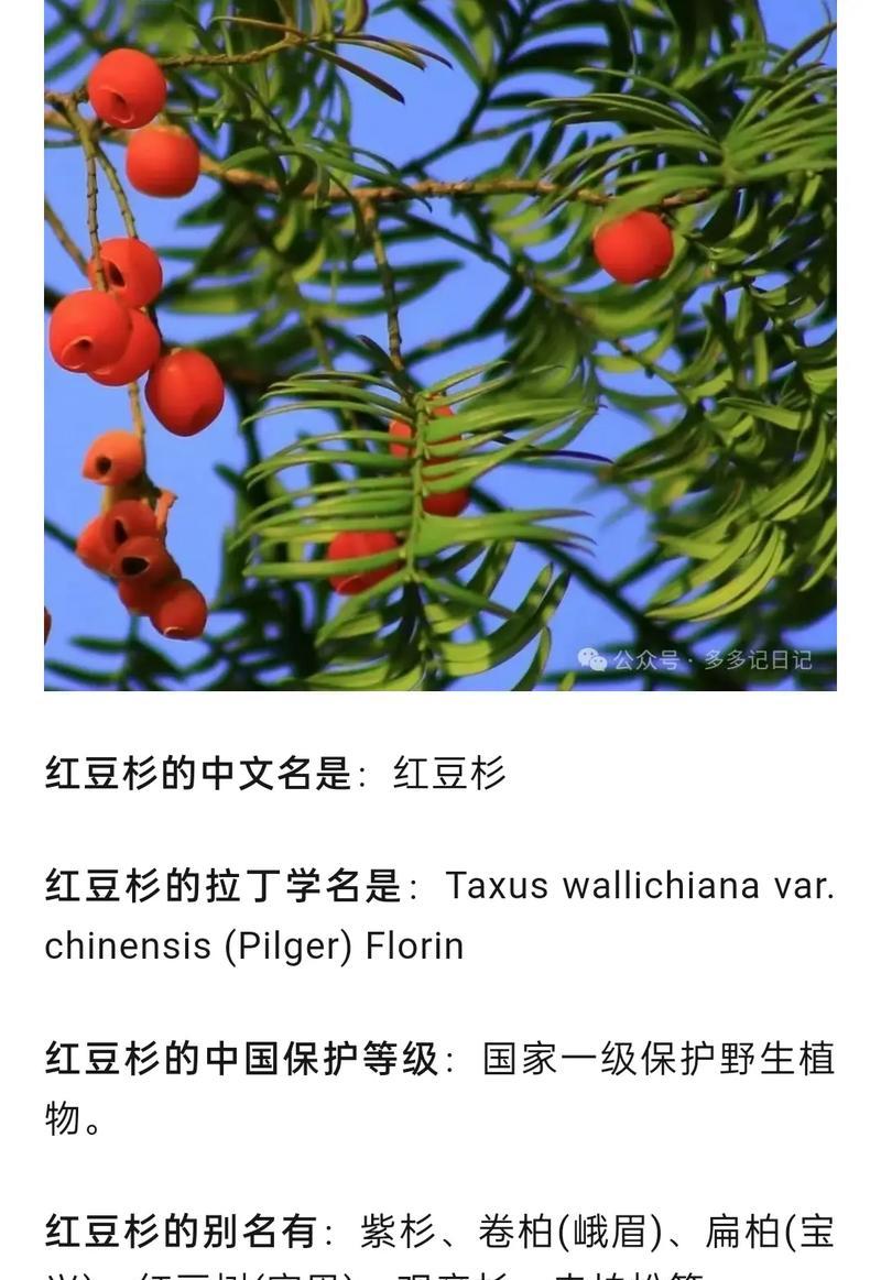 红豆杉开花的特征是什么？如何识别？