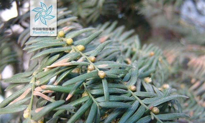 红豆杉开花的特征是什么？如何识别？