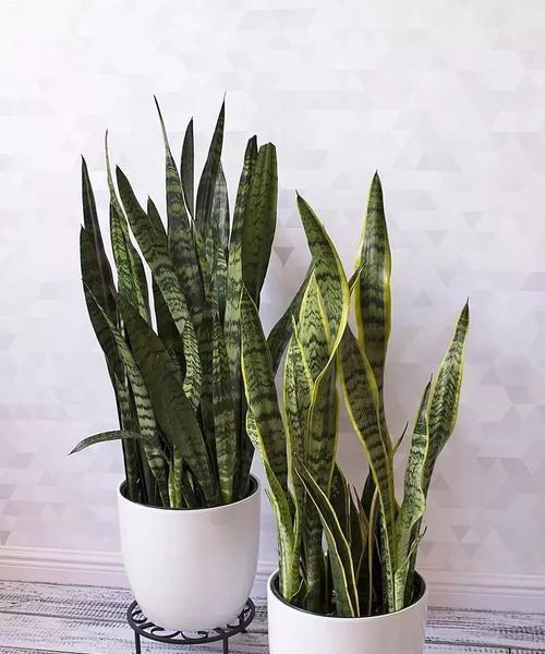 小盆栽适合种植哪些植物？