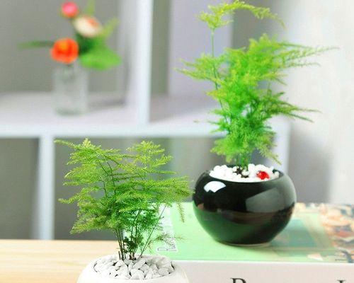小盆栽适合种植哪些植物？