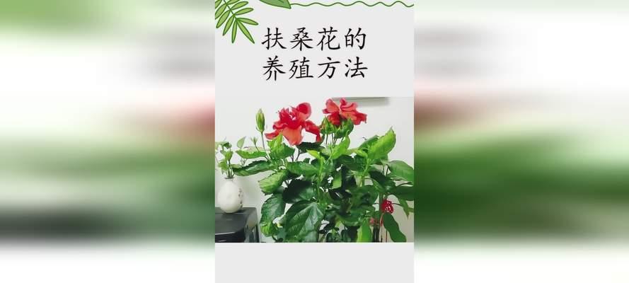 扶桑花的养殖技巧和常见问题解答？