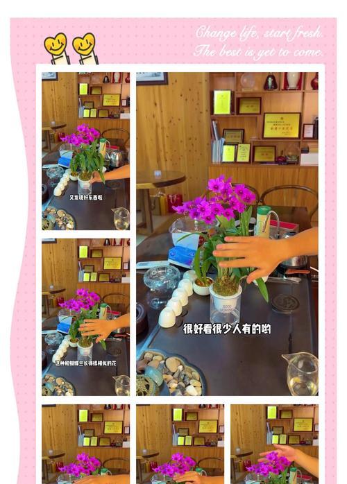 石斛养殖方法有哪些？石斛的日常养护技巧是什么？