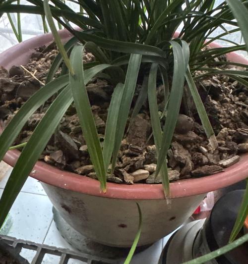 花卉分盆的方法是什么？如何正确进行？