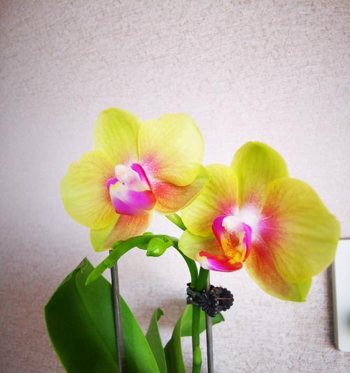 花卉分盆的方法是什么？如何正确进行？