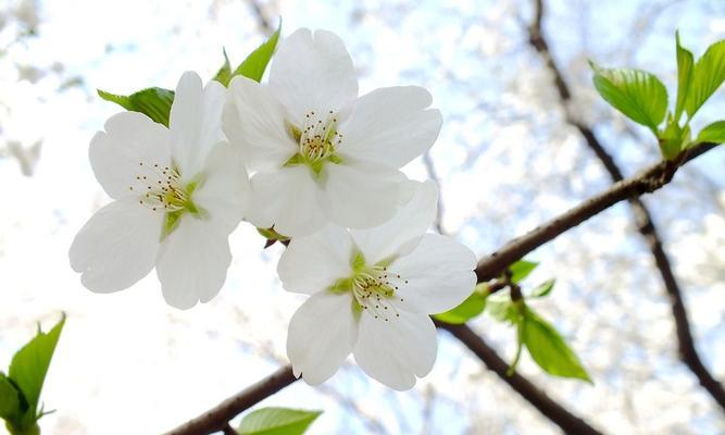 白色樱花品种有哪些？如何选择适合的白色樱花品种？