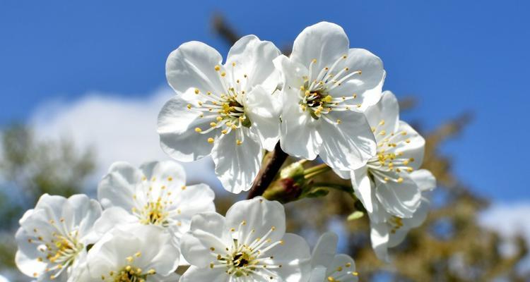 白色樱花品种有哪些？如何选择适合的白色樱花品种？