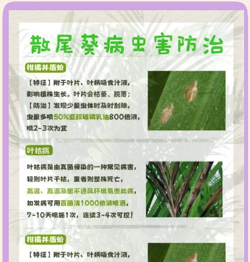 散尾竹的养殖方法有哪些？