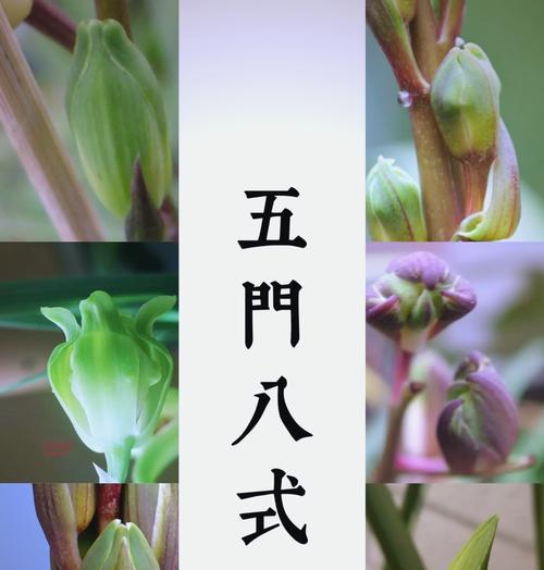 慧兰的养殖技巧和常见问题解答？