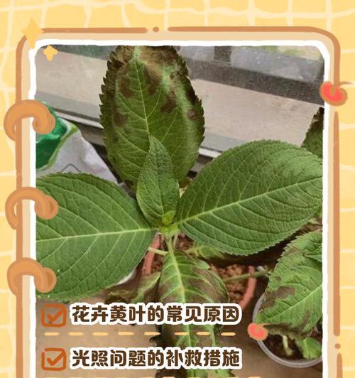 花草怎么样？花草养护与管理技巧！
