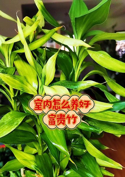 富贵竹品种有哪些？如何挑选最佳富贵竹？