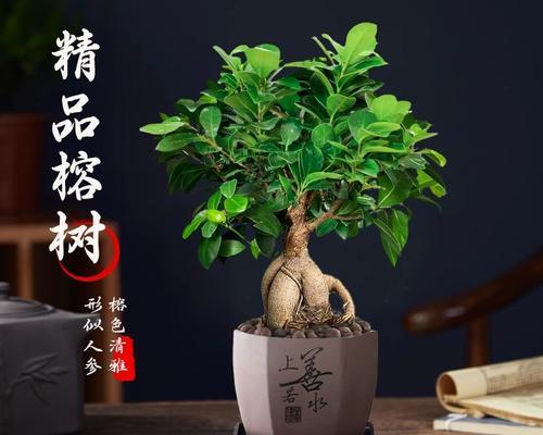 人参榕的养殖技巧有哪些？