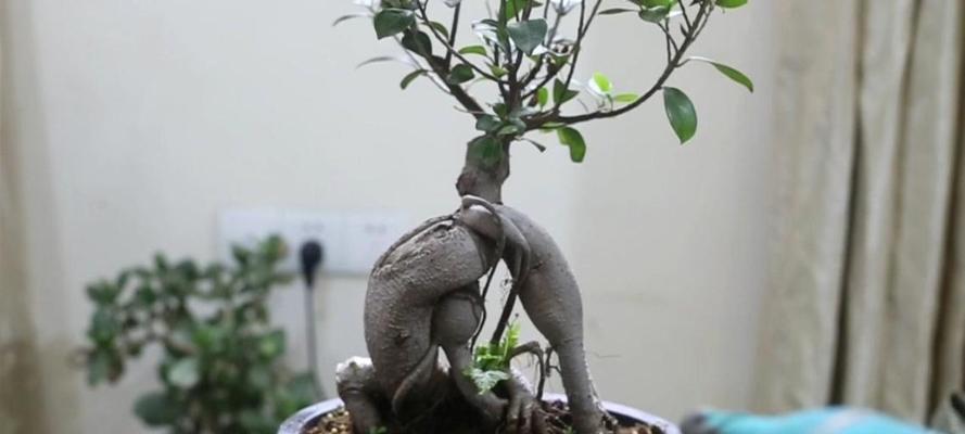 人参榕的养殖技巧有哪些？