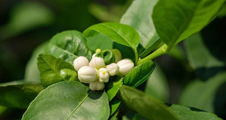 柠檬花是什么样子的？柠檬花的形态特征有哪些？