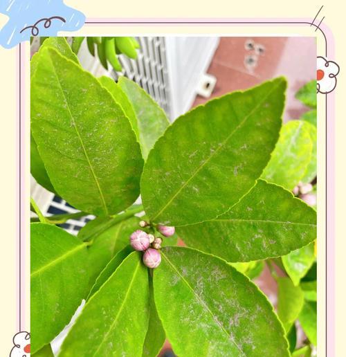 柠檬花是什么样子的？柠檬花的形态特征有哪些？