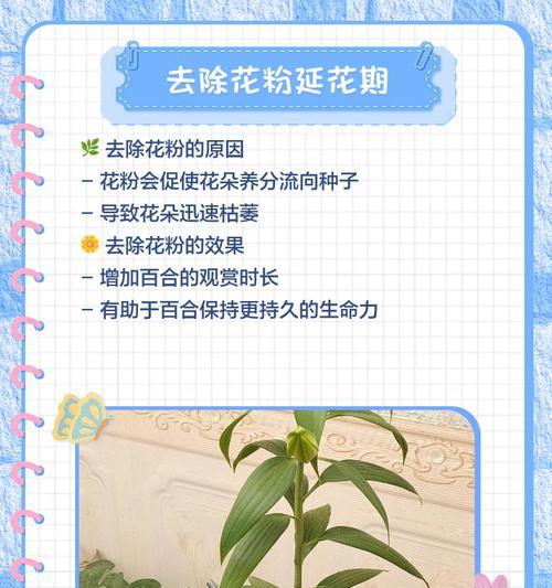 百合花的种植步骤和养护要点是什么？