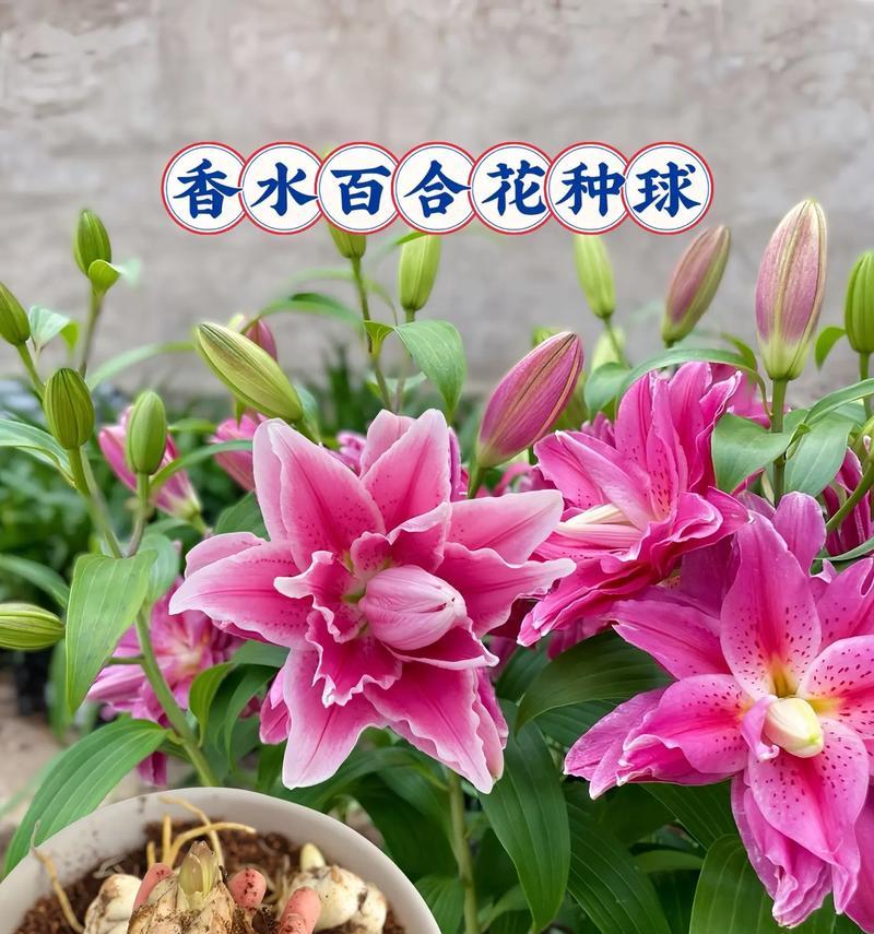 百合花的种植步骤和养护要点是什么？