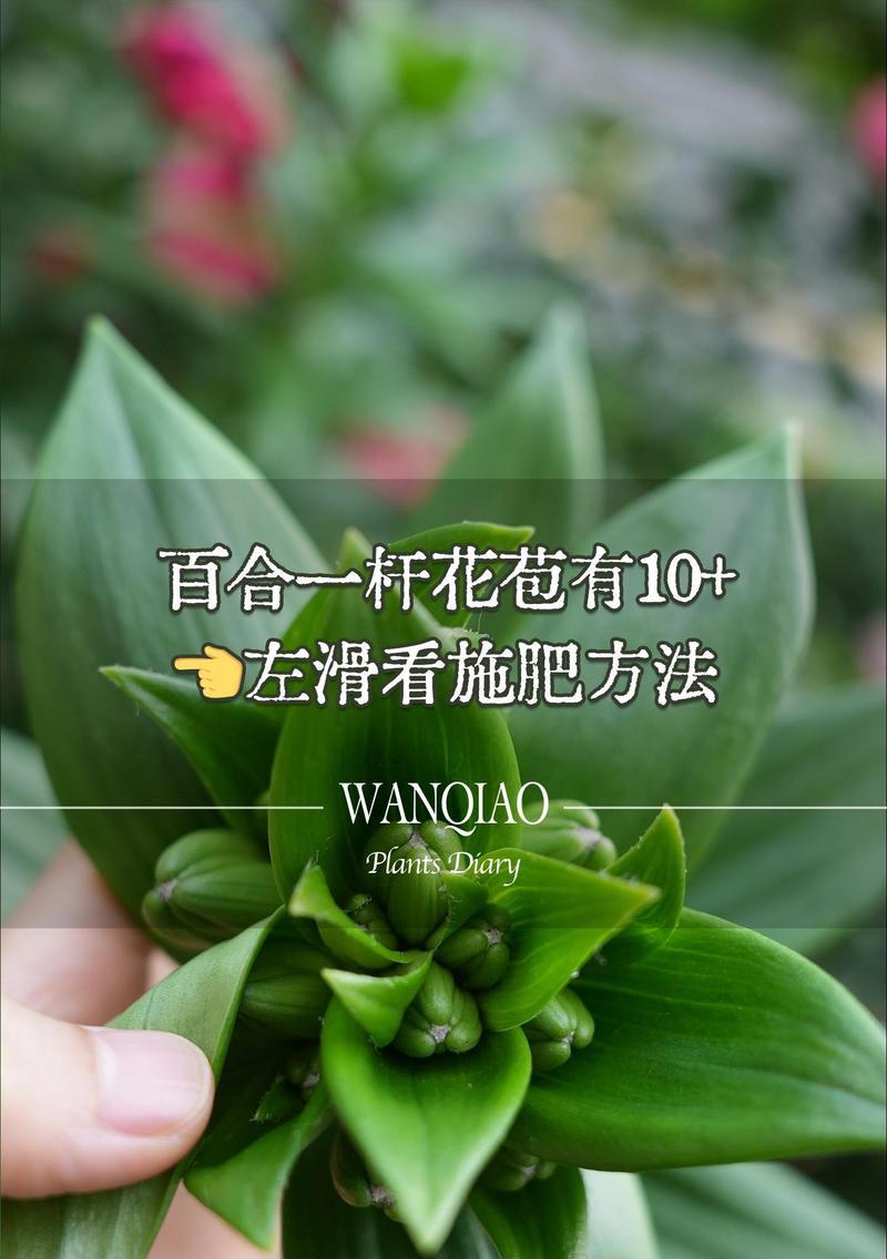 百合花的种植步骤和养护要点是什么？
